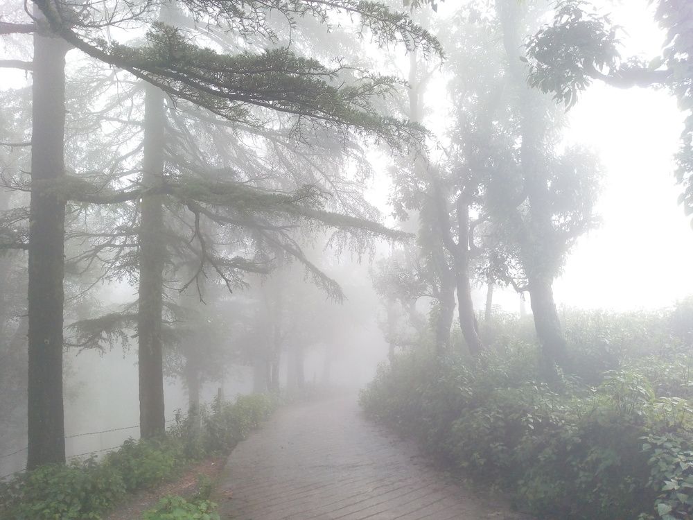 Fog