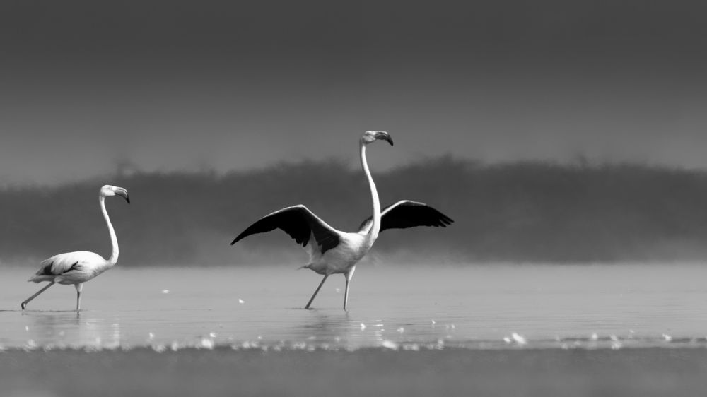 Greater Flamingo