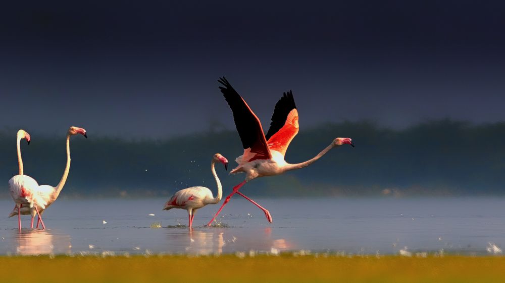 Greater Flamingo