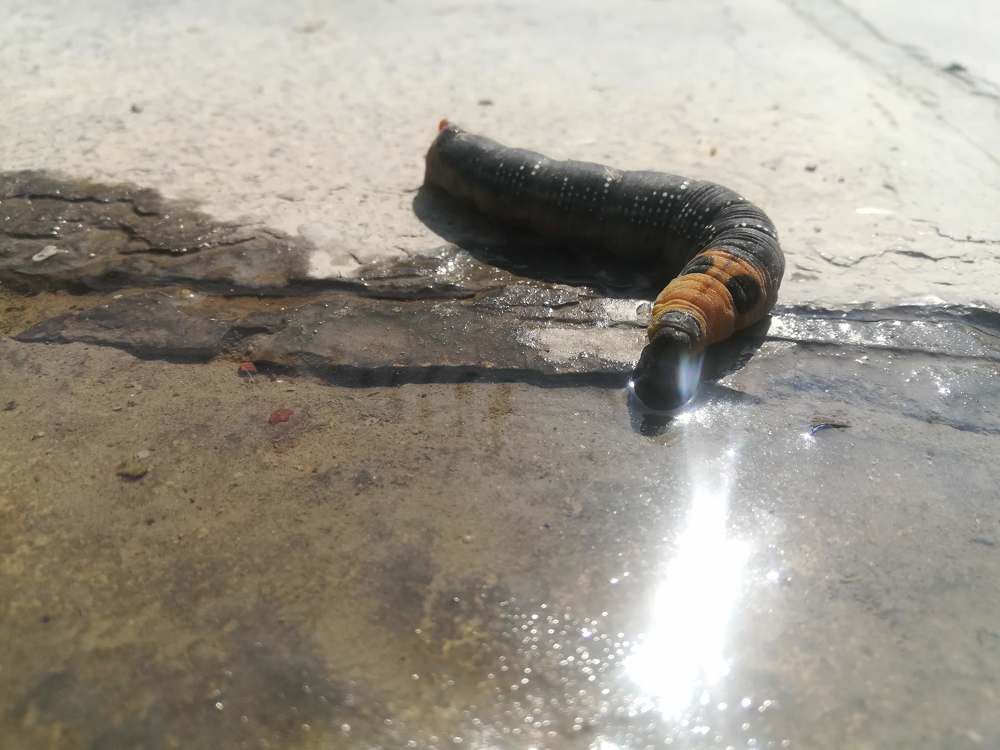 beetles warming