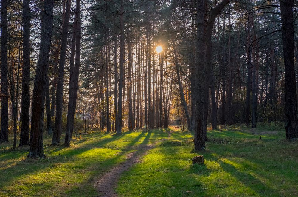 Осенний лес