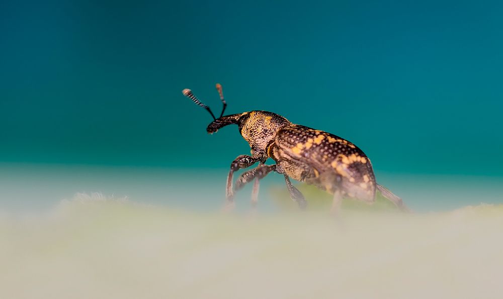 Долгоносик в тумане