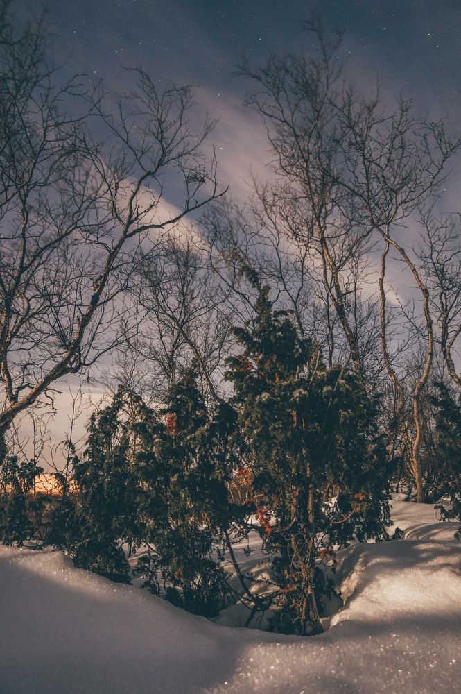 Полярная ночь