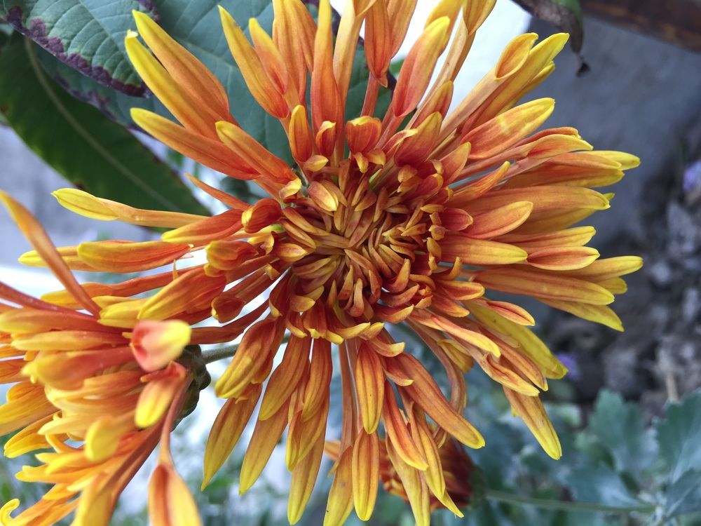 chrysanthemum