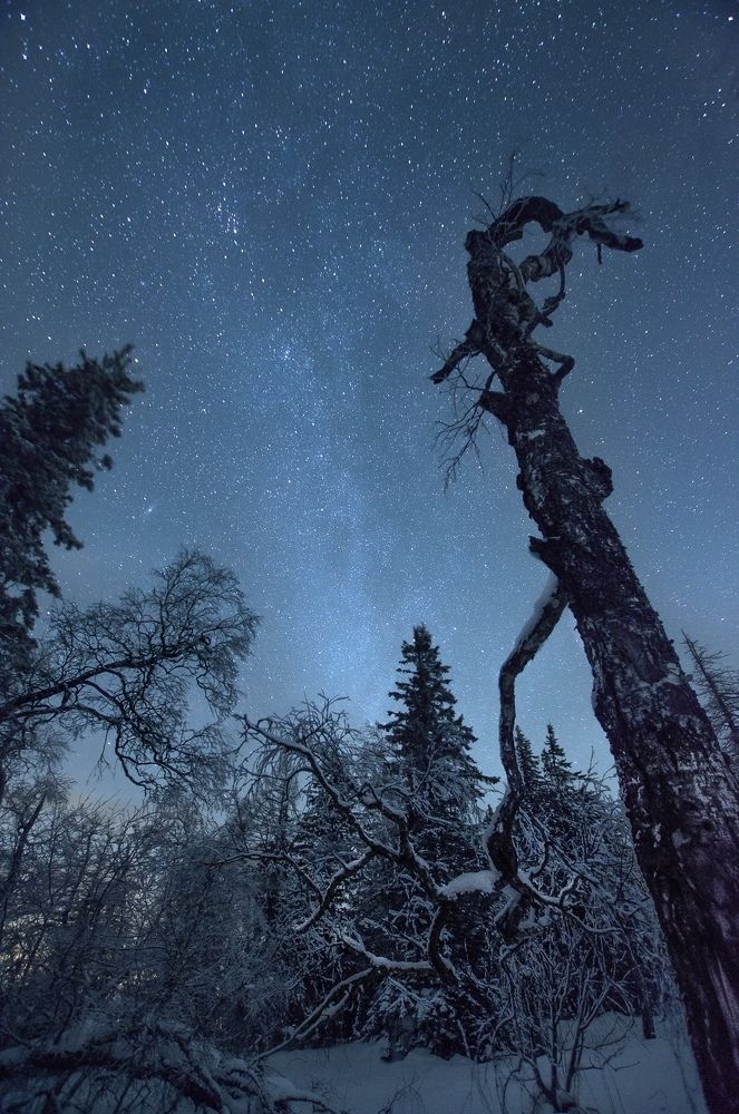 Лесные стражи