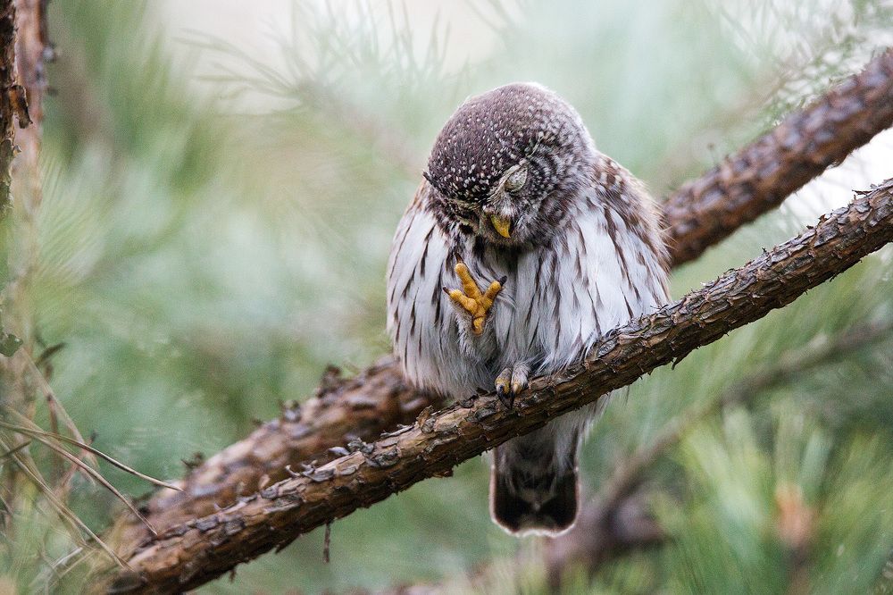 Привет, воробьиный сычик