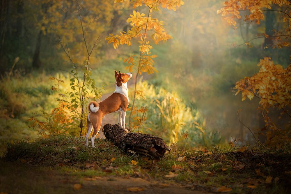 Золотая осень