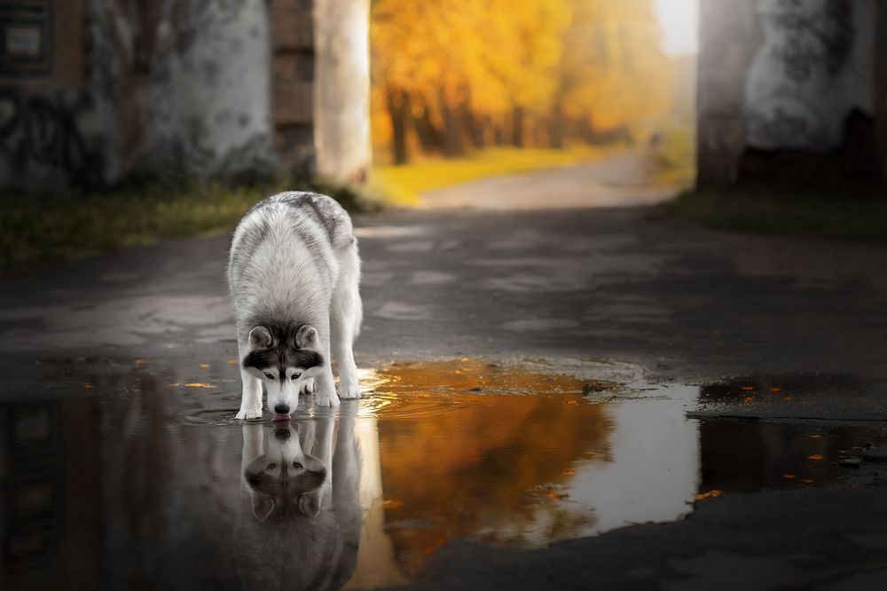 Ворота в осень