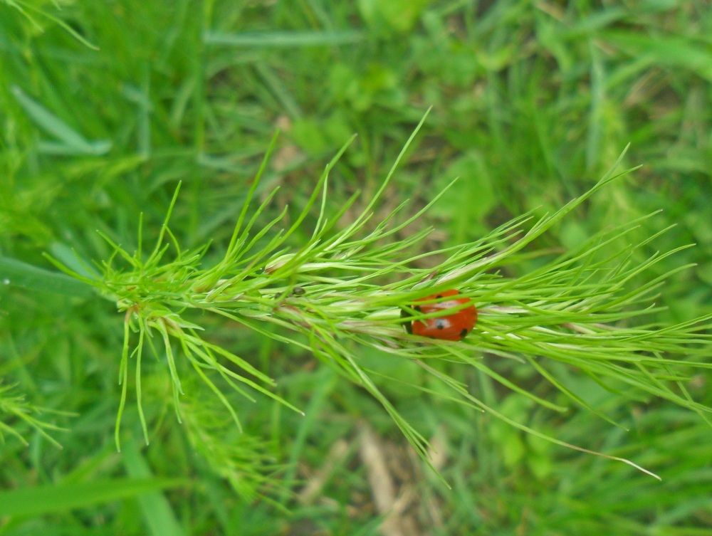Lady Bird in green