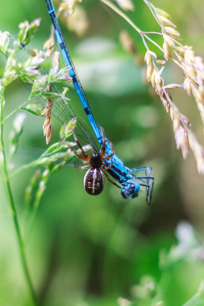 Паук и его жертва