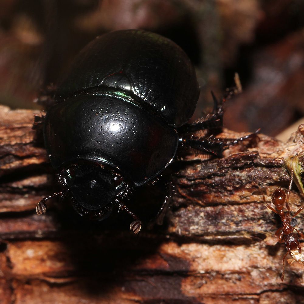 Жук-навозник