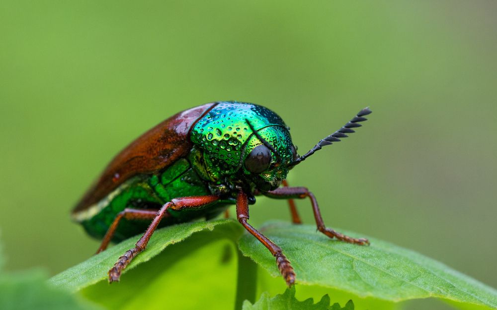 Jewel Beetle