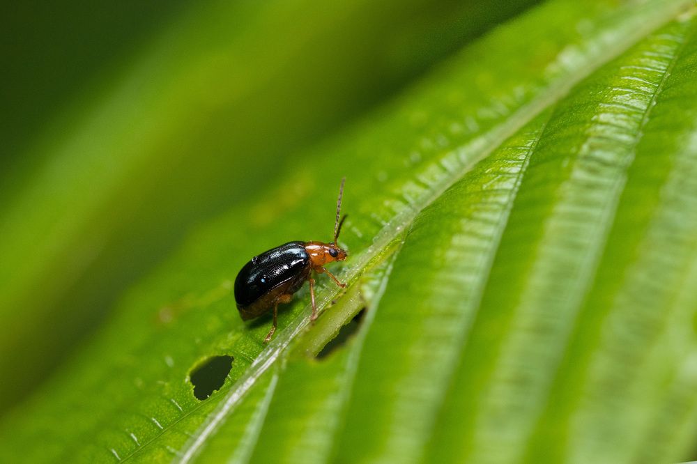Black and Orange Beetle