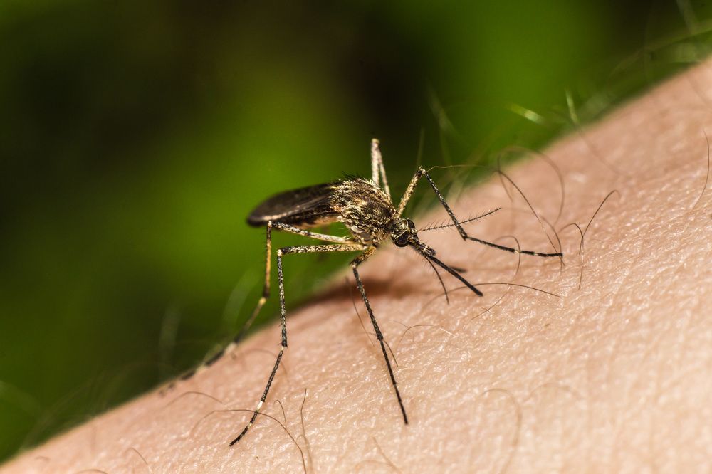 Кровопийца