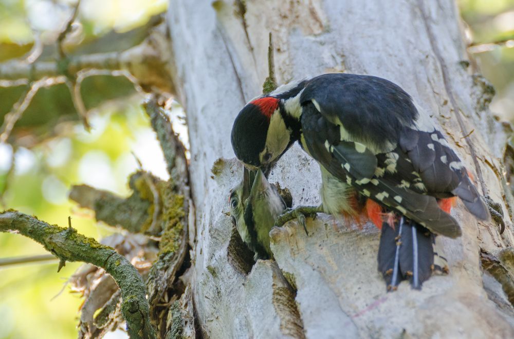 Гнездование дятлов