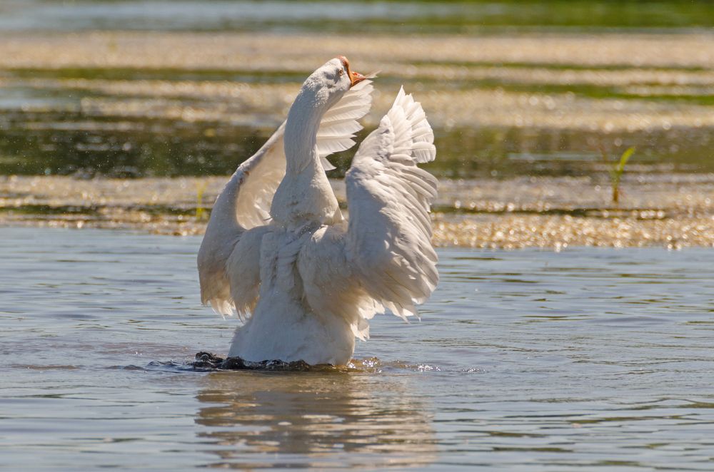 Гуси на пруду