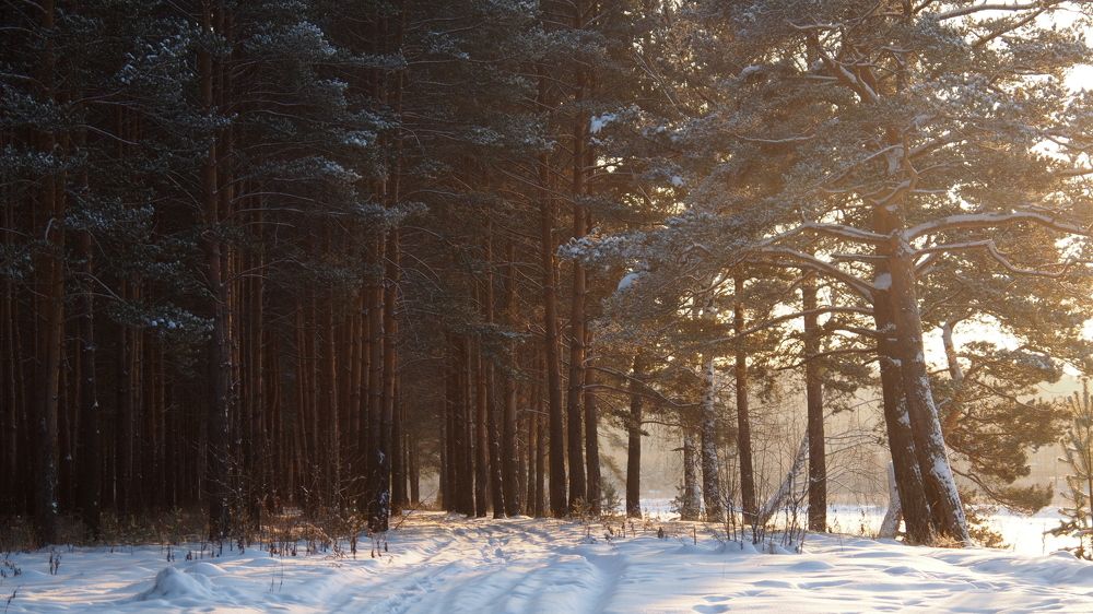 forest