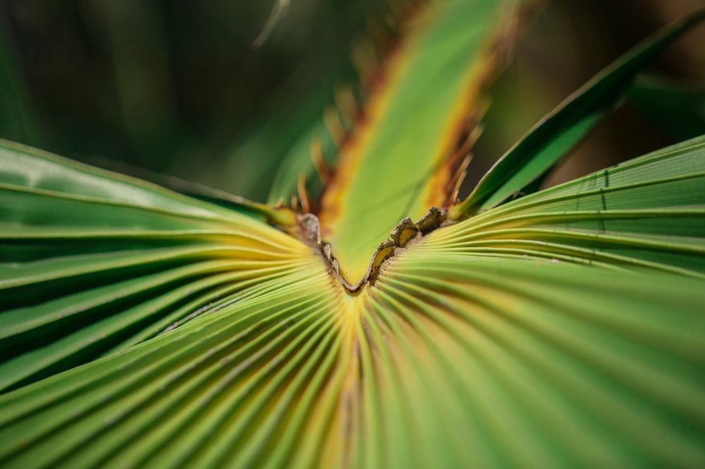 the natural symmetry