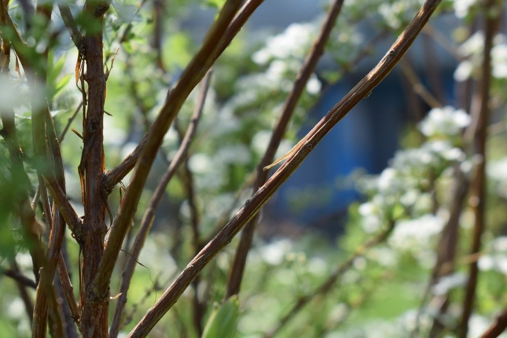 Взгляд сквозь весну