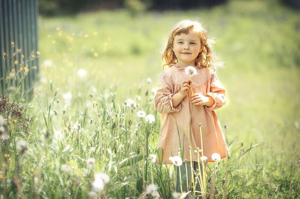 Одуванчики