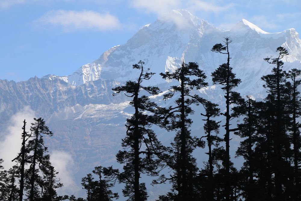 Trees peeking snow-capped mountain.