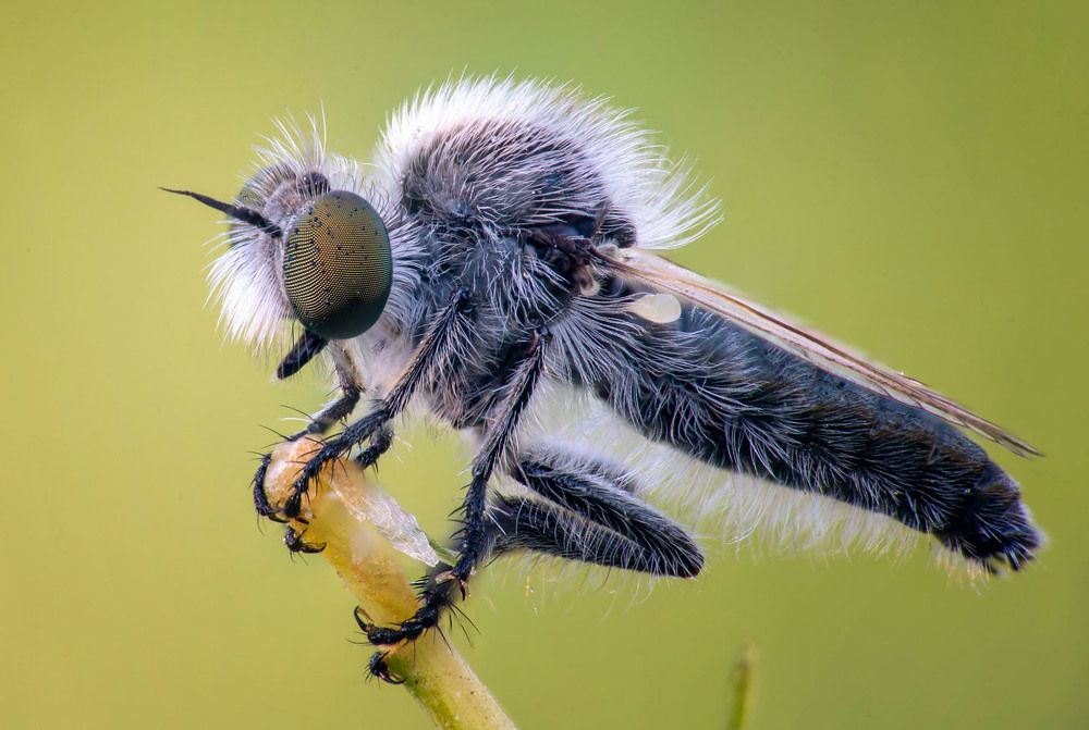 Маленький пушистый хищник