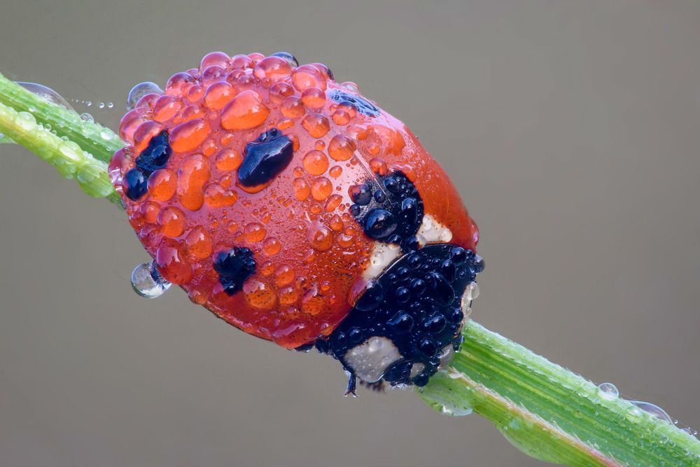 С пол горошинки красоты