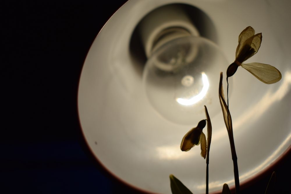 Сухое изящество