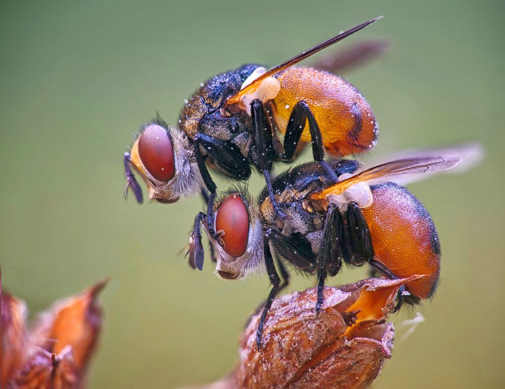Два брата - акробата