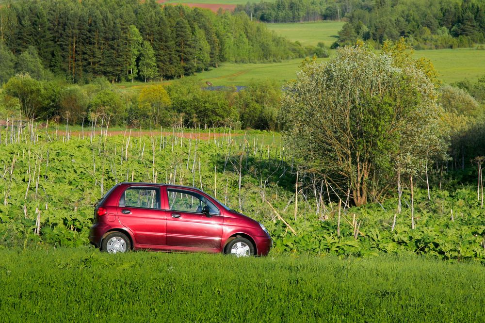 Мотя в зелёном