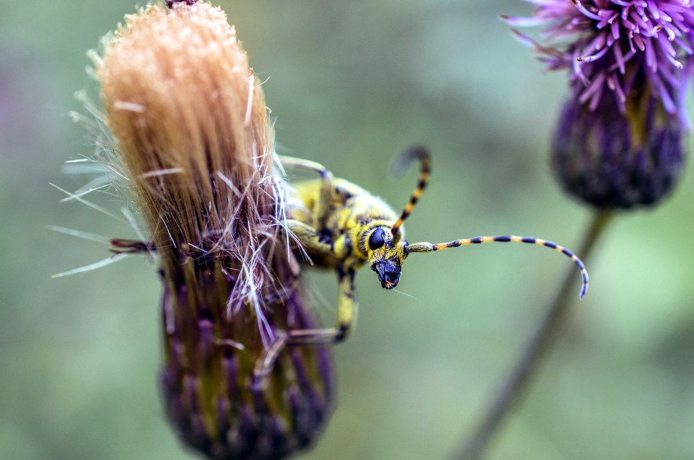 В траве сидел...