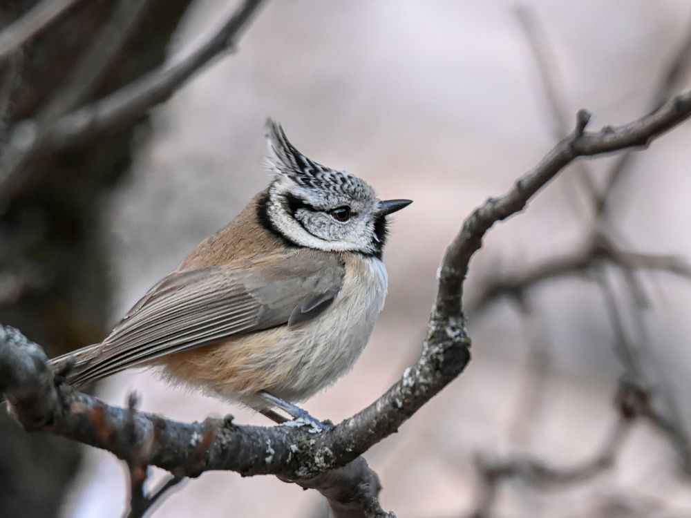 Crested Tit