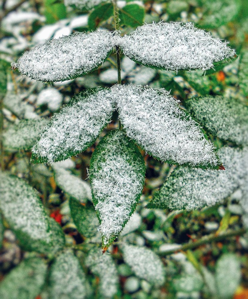 Первый снег