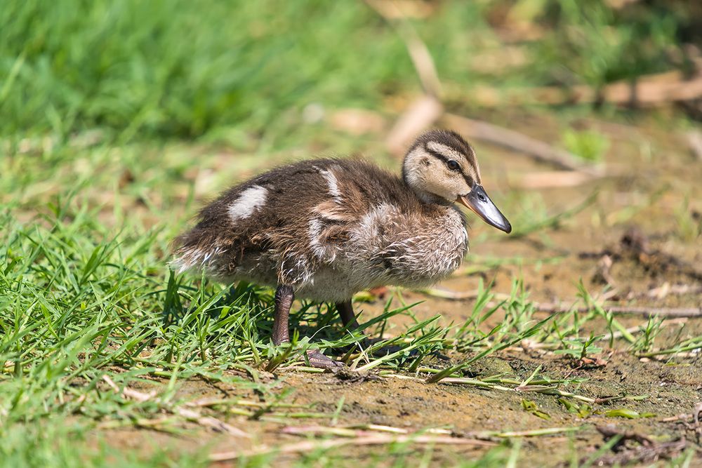 Самостоятельность и независимость
