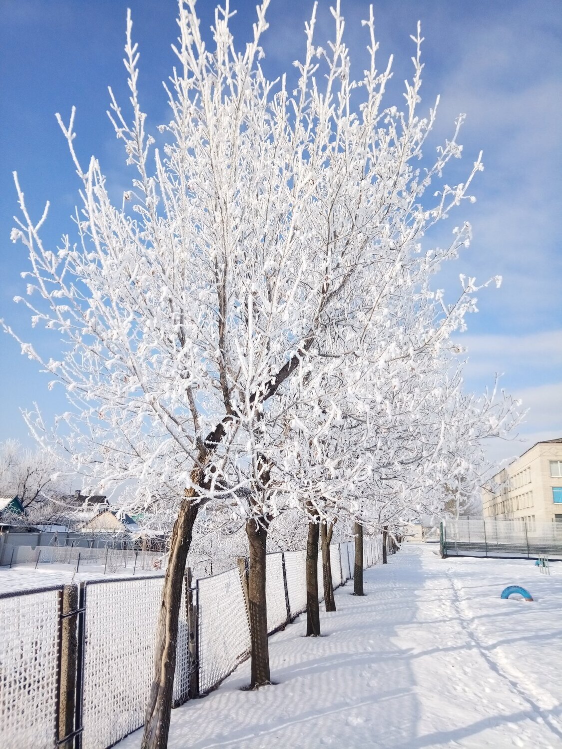 Морозные деревья