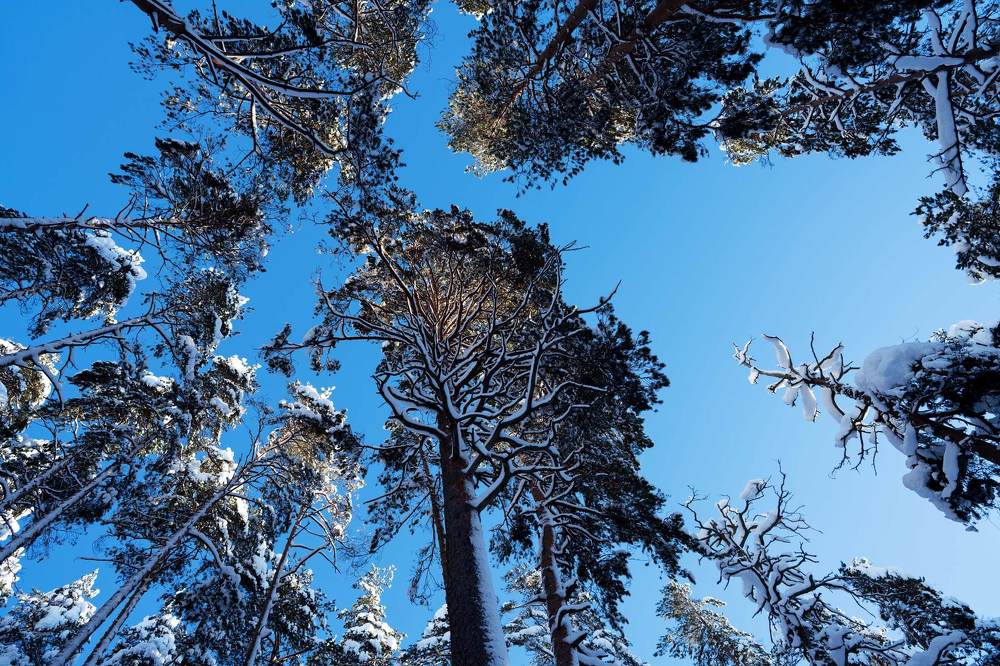 зимнее солнце