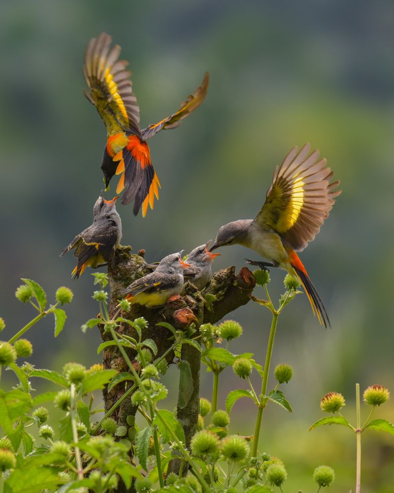 Sepah Bird (pericrocotus)
