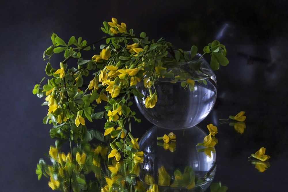 акации гроздья душистые...