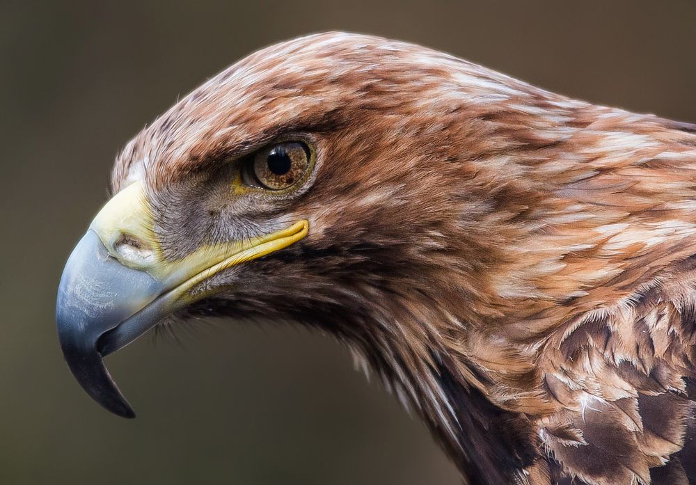 Взгляд хищника