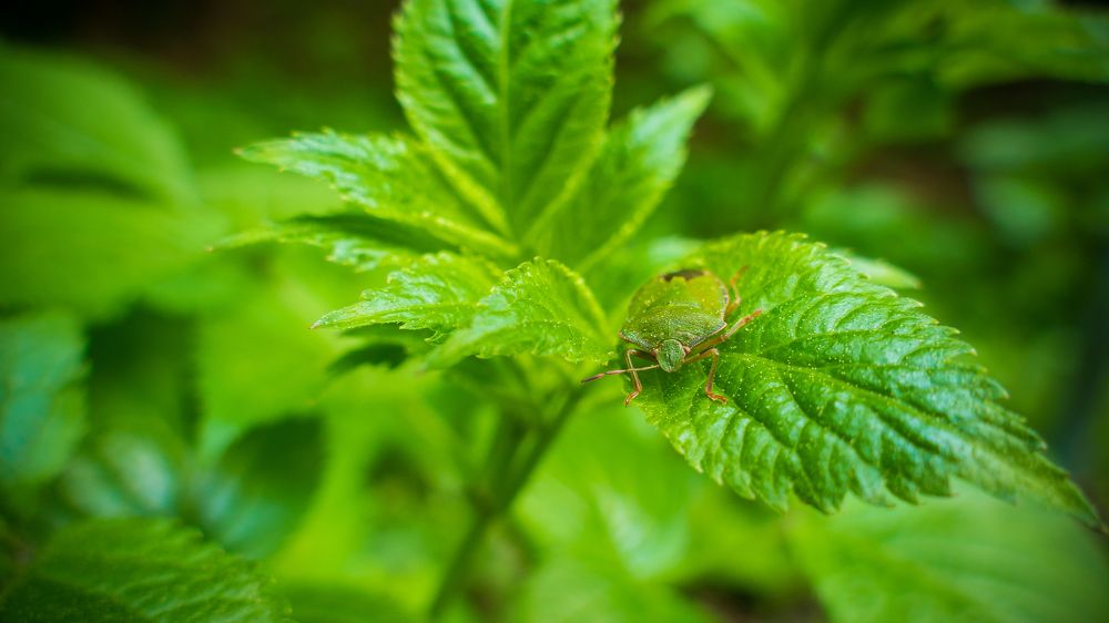 Green shield bug