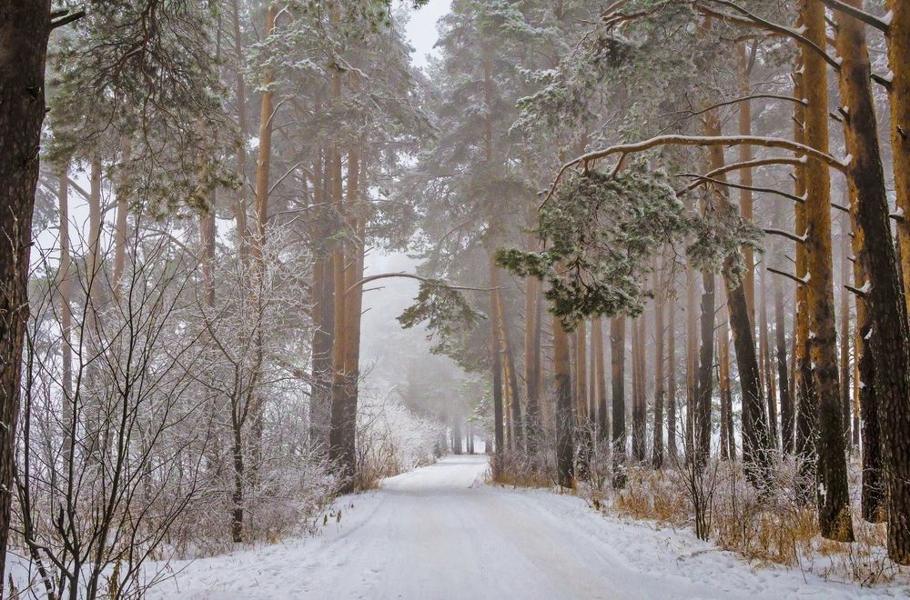 Зимний туман