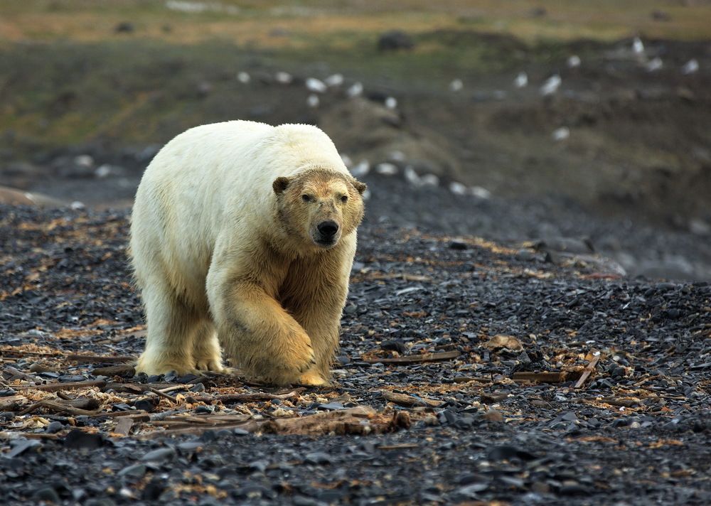 Хозяин Севера. После сытного обеда.
