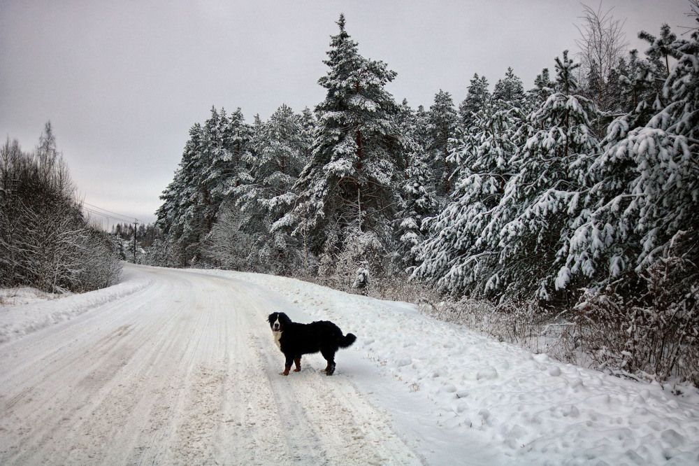 Фотография автора Анастасия Пищулова