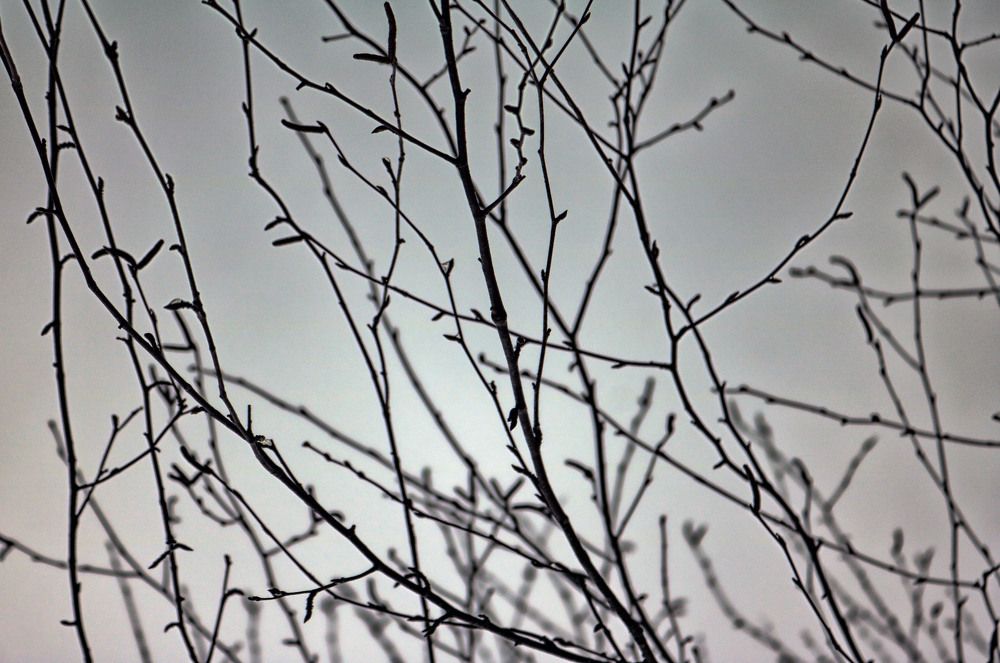 Branches