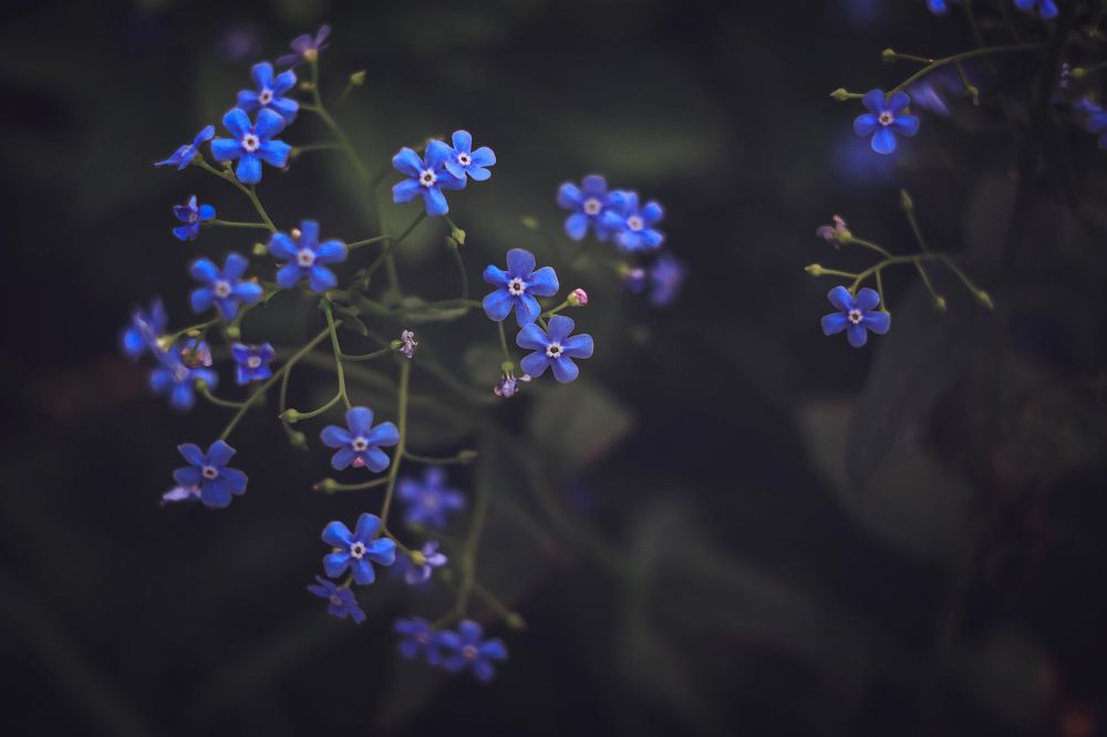 Photograph by Мария Бузыцкая