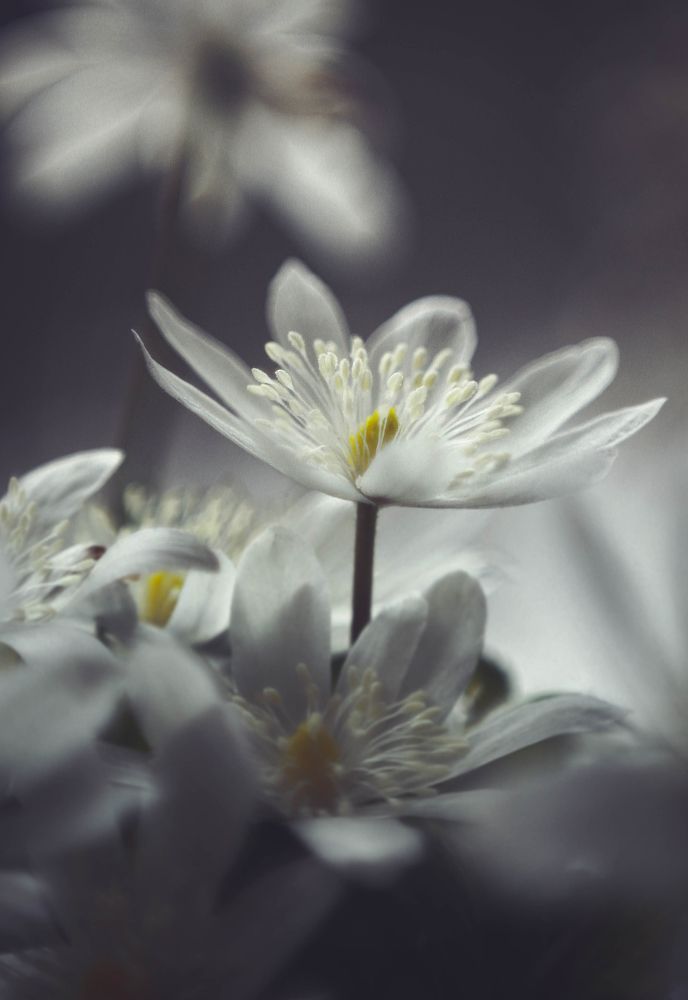 Сибирский первоцвет