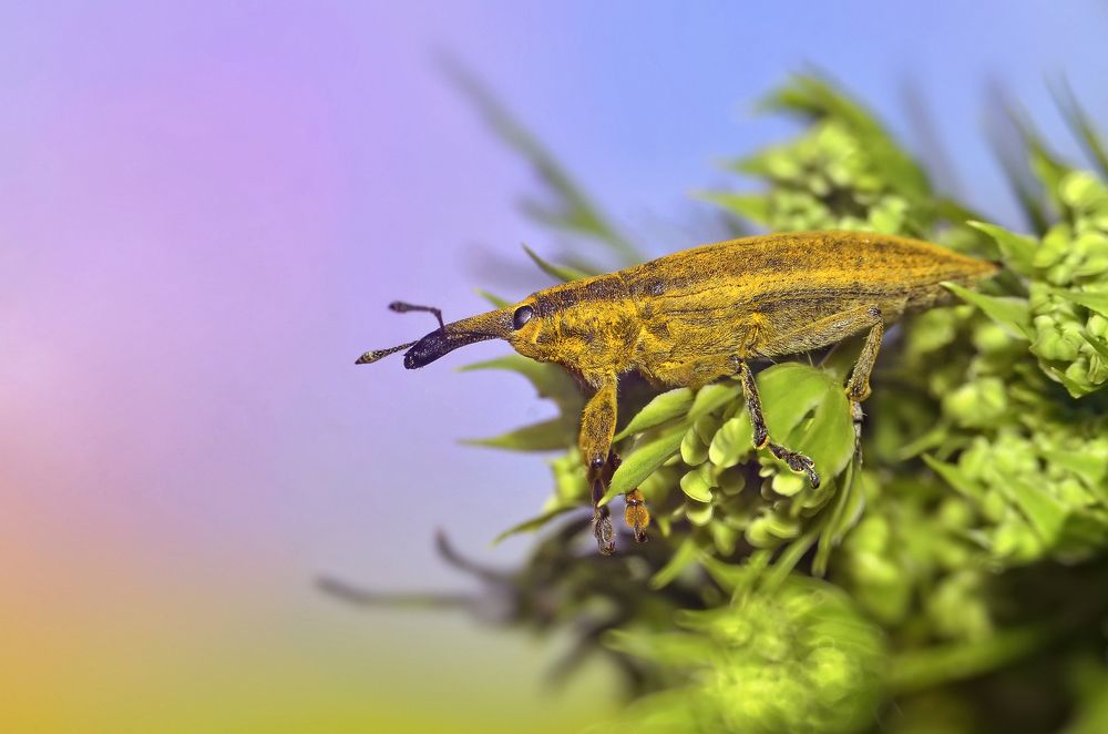 Жук на отдыхе