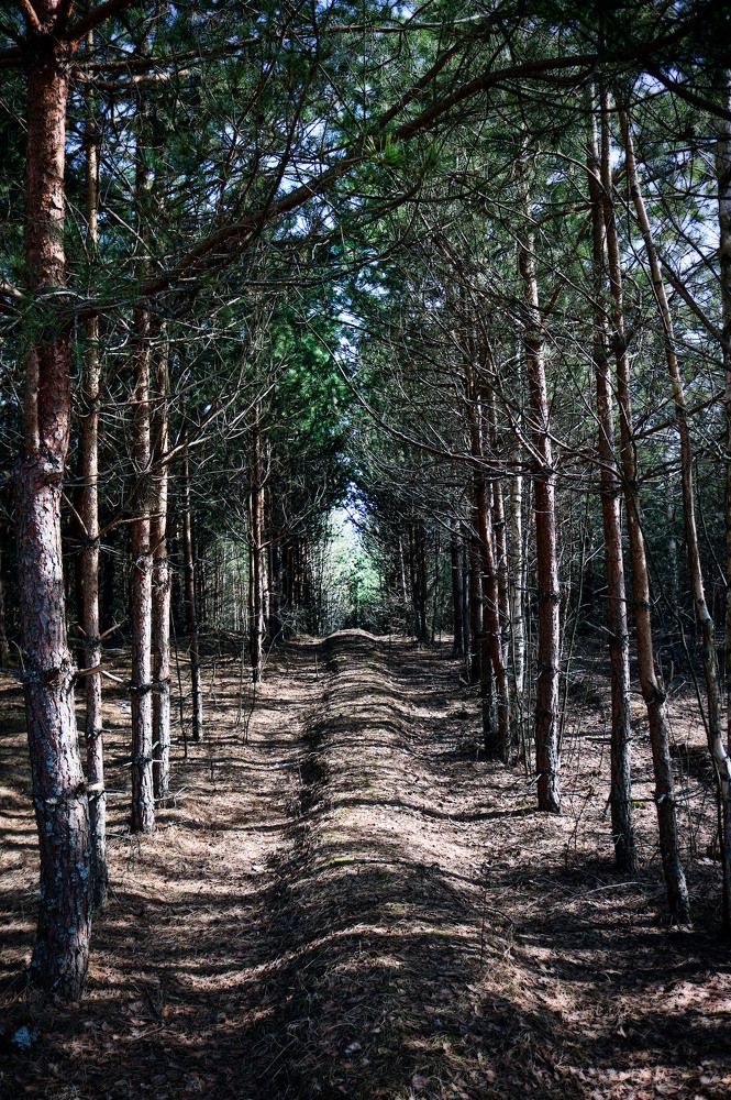 Дорога домой