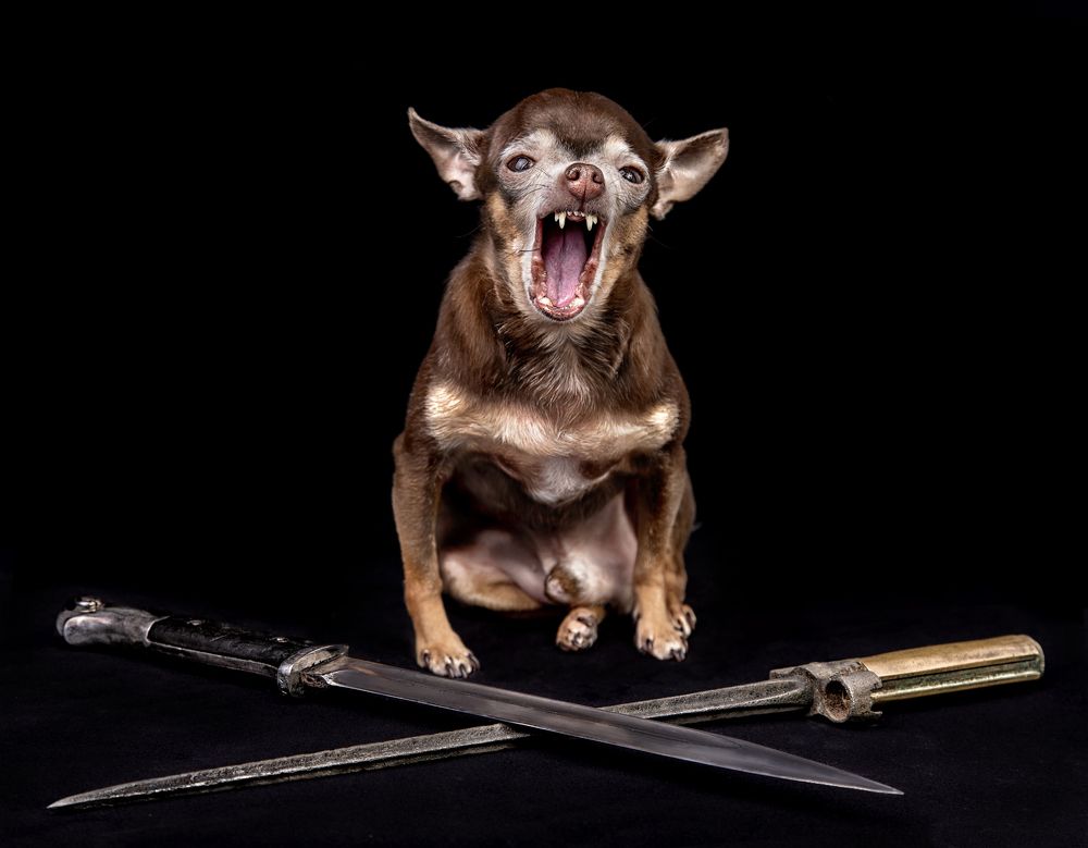 Собака войны