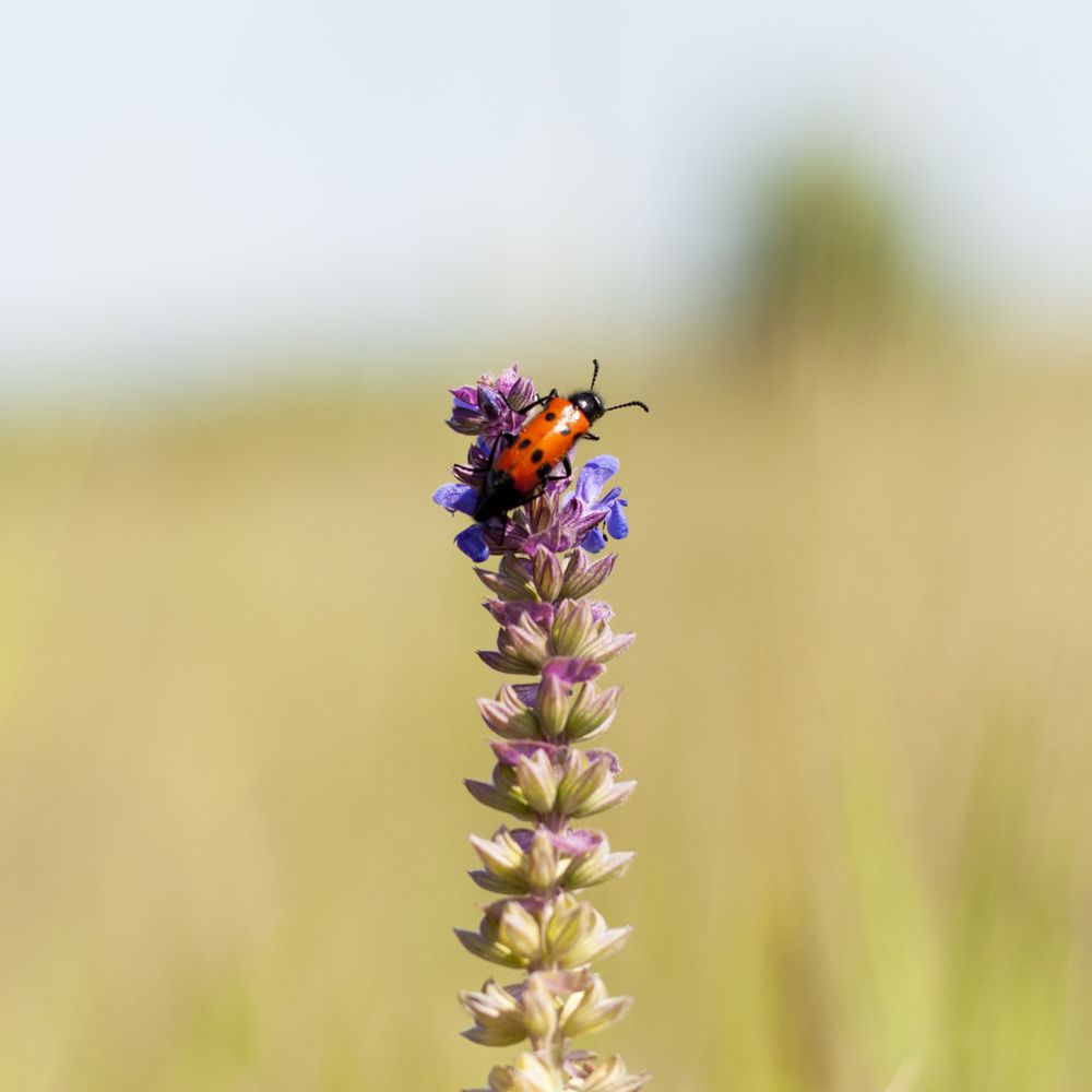 the top of the world